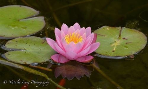 lotus